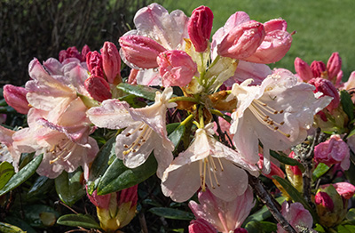 Close-up of pink flowers