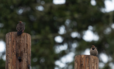 Two birds on an electricity pole