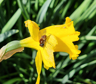 Yellow flower close-up